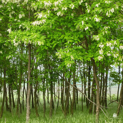 Forest with white flowers on Black Locust trees