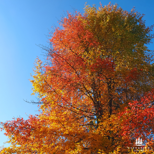 Black Tupelo Tree with autumn foliage against a clear blue sky