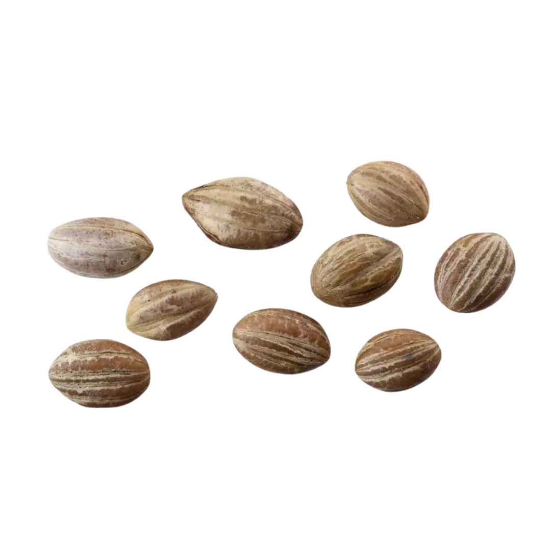Nine Black Tupelo Tree seeds on a white background
