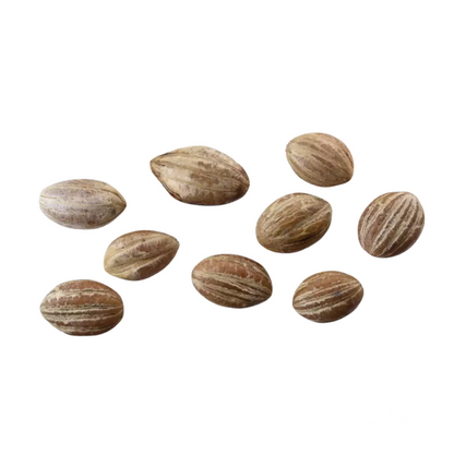 Nine Black Tupelo Tree seeds on a white background
