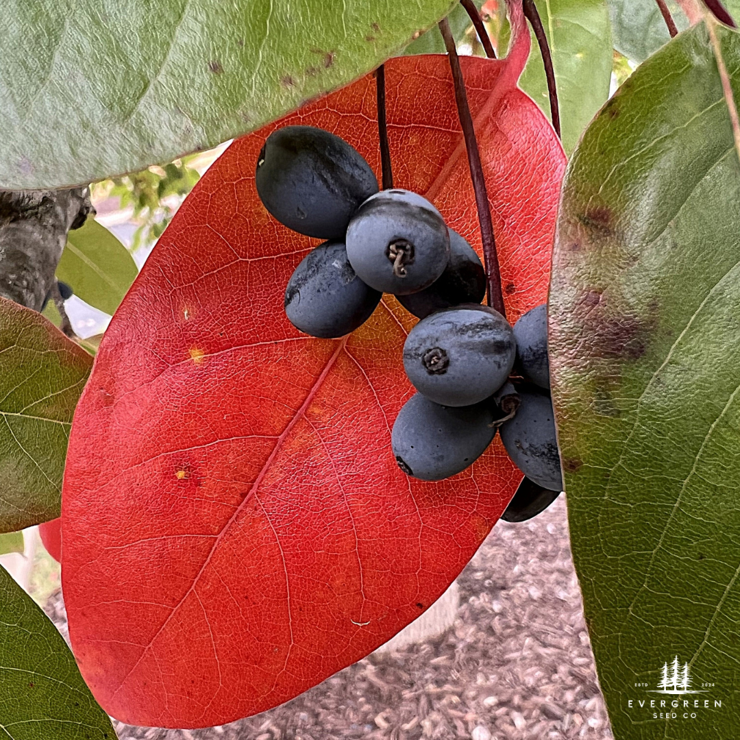 Black Tupelo berries on a red leaf with green leaves in the background