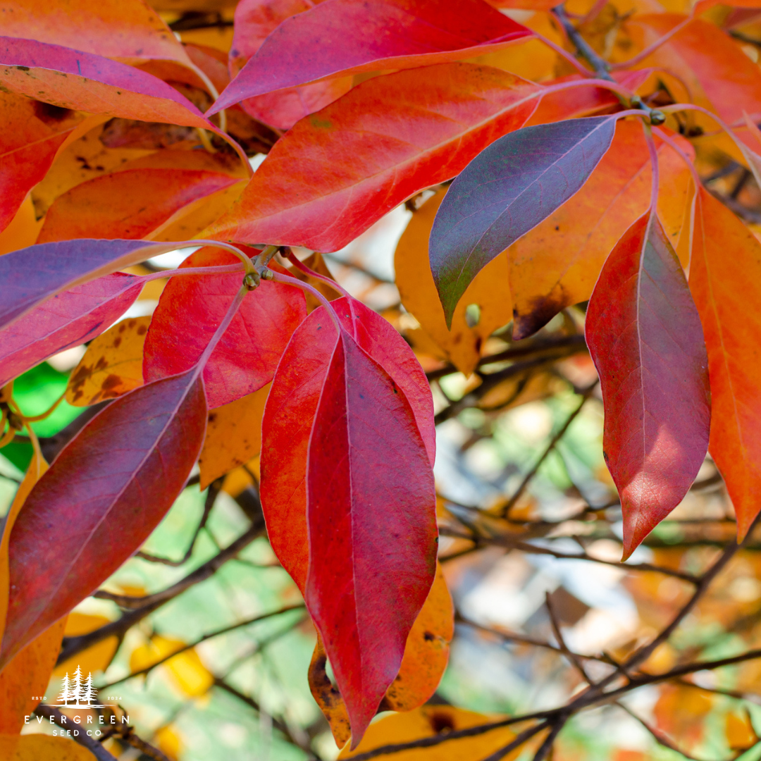 Close up of vibrant red and orange leaves with a blurred natural background from a Black Tupelo Tree