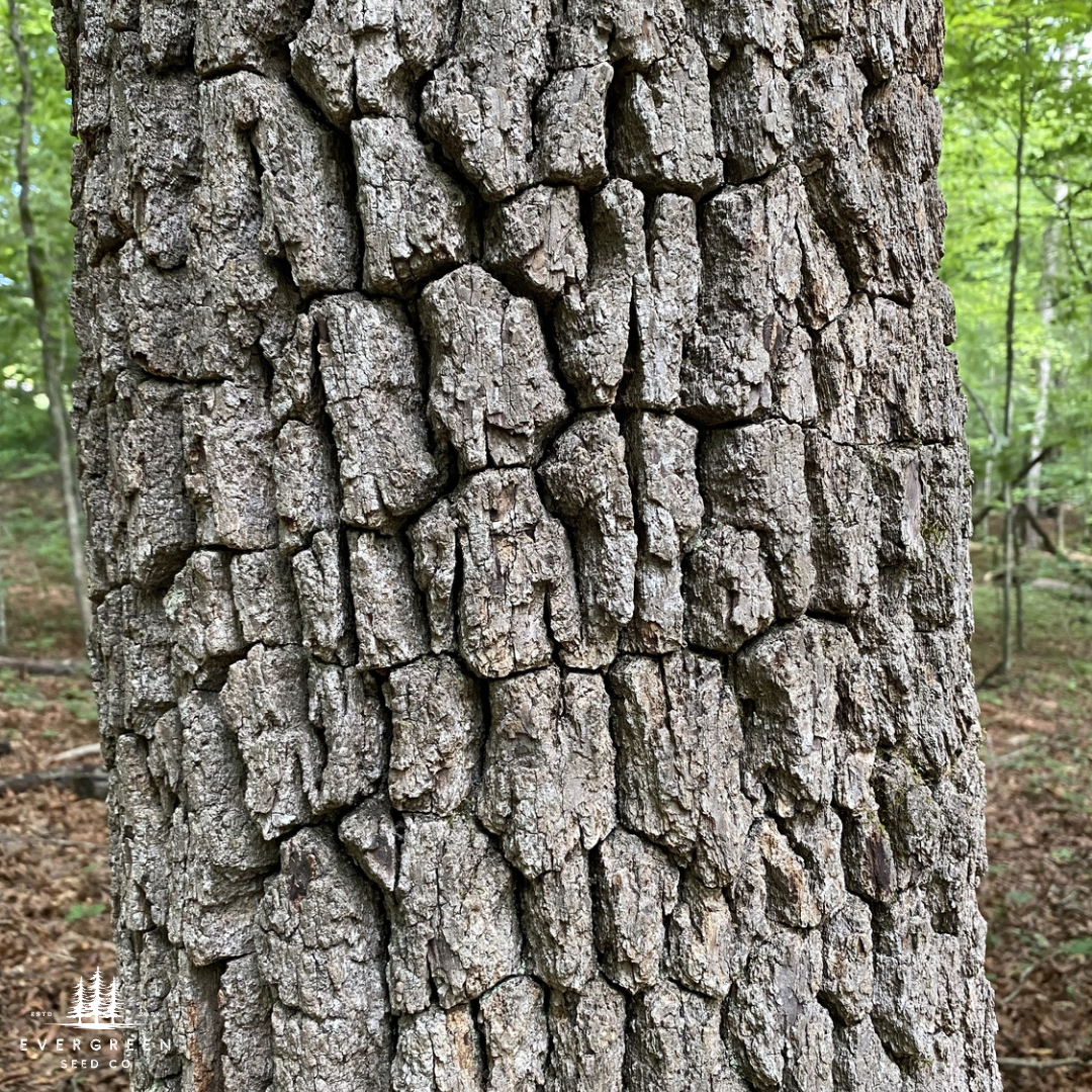 Close up of a tree trunk with detailed bark texture in a forest setting