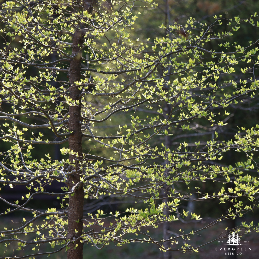 Black Tupelo Tree with green leaves and a blurred background