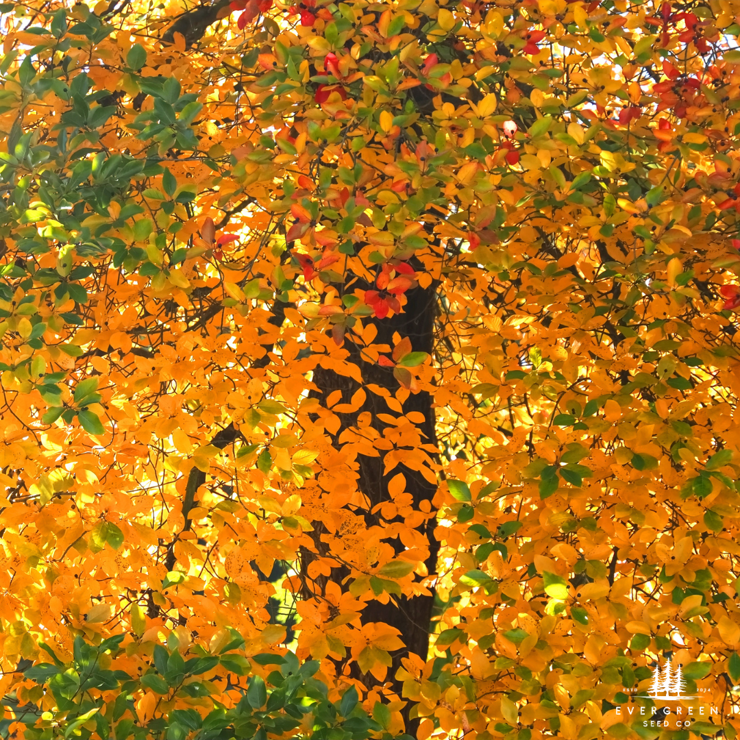 Black Tupelo Tree with vibrant orange and green leaves