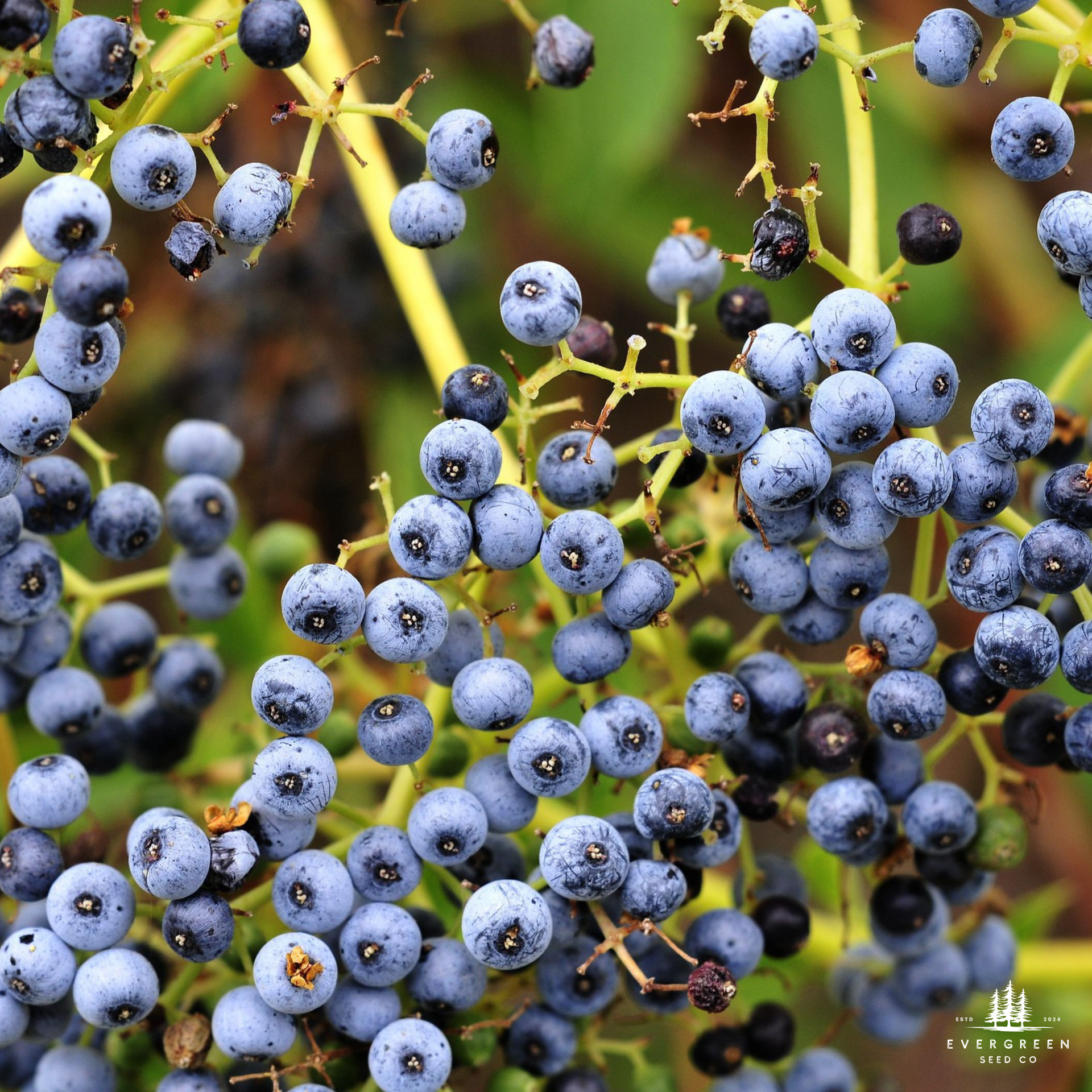 berry plant seeds Sambucus caerulea: Blue Elderberry Seeds