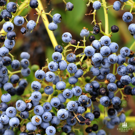 Close up of blue elderberries on a branch with a blurred green background