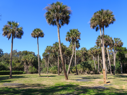 Cabbage Palm Seeds | Cabbage Palmetto | (Sabal palmetto)