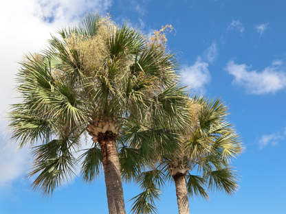 Cabbage Palm Seeds | Cabbage Palmetto | (Sabal palmetto)