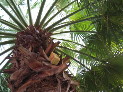 Cabbage Palm Seeds | Cabbage Palmetto | (Sabal palmetto)