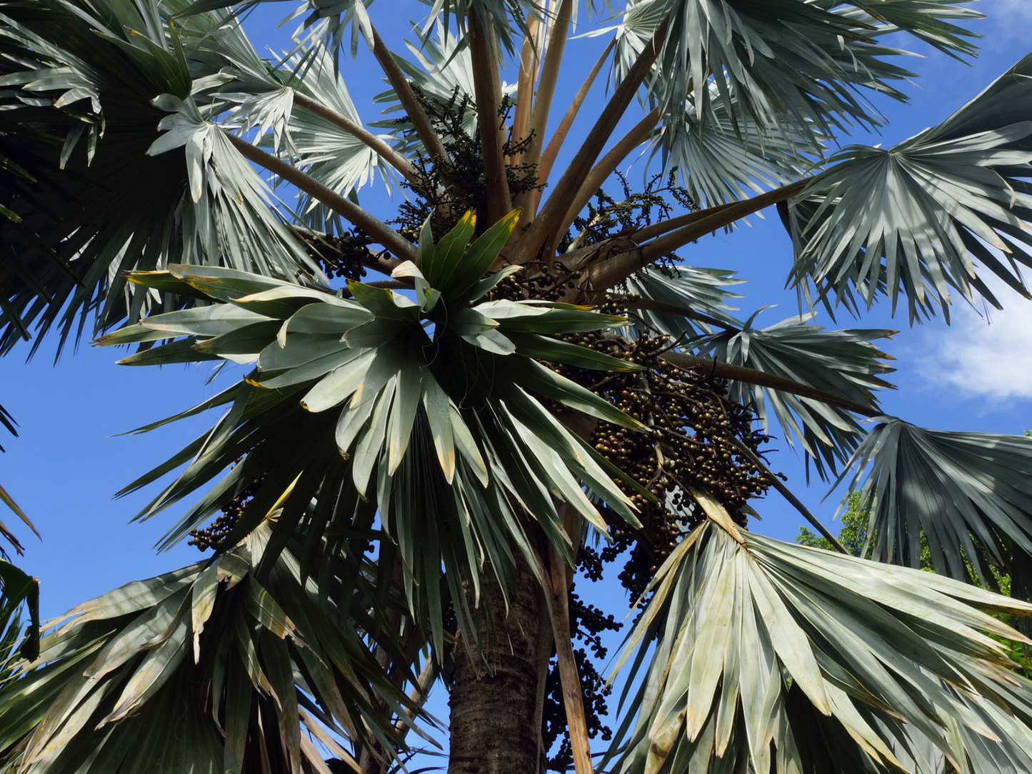Cabbage Palm Seeds | Cabbage Palmetto | (Sabal palmetto)