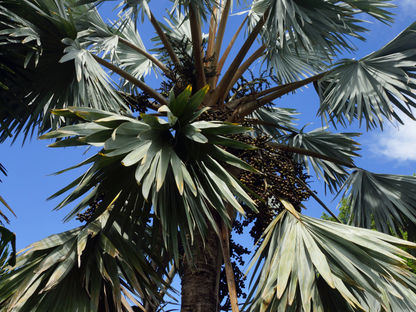 Cabbage Palm Seeds | Cabbage Palmetto | (Sabal palmetto)