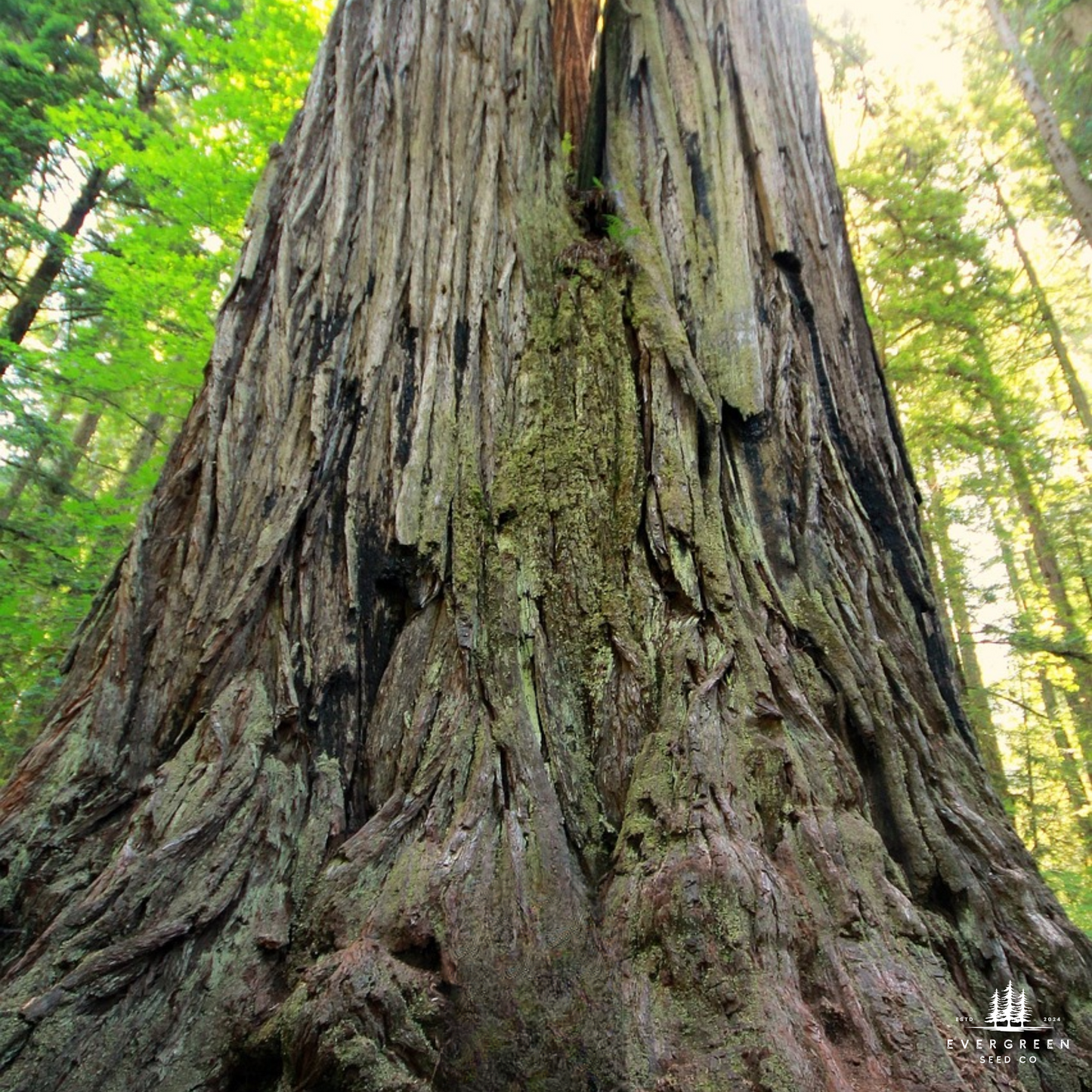 California Coastal Redwood Tree Seeds (Sequoia sempervirens)