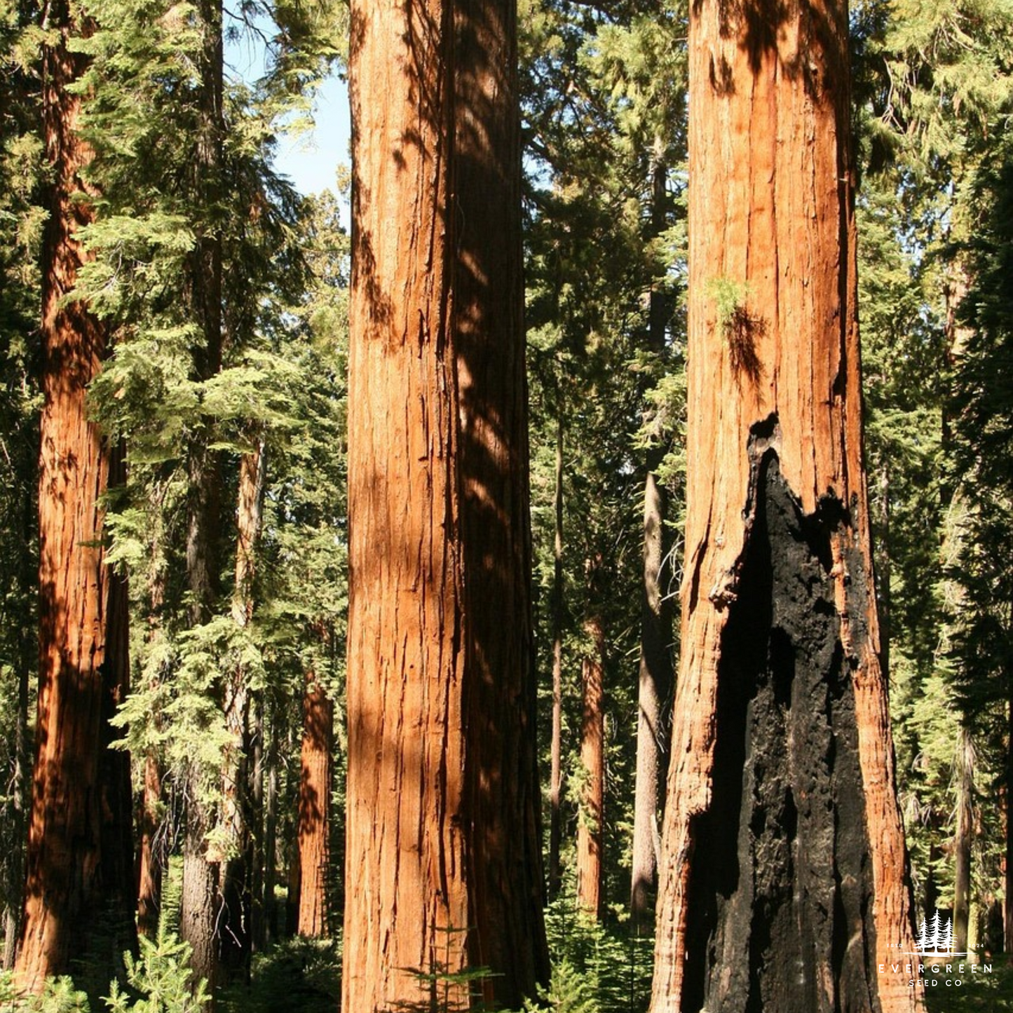 California Coastal Redwood Tree Seeds (Sequoia sempervirens)