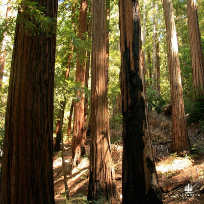 California Coastal Redwood Tree Seeds (Sequoia sempervirens)
