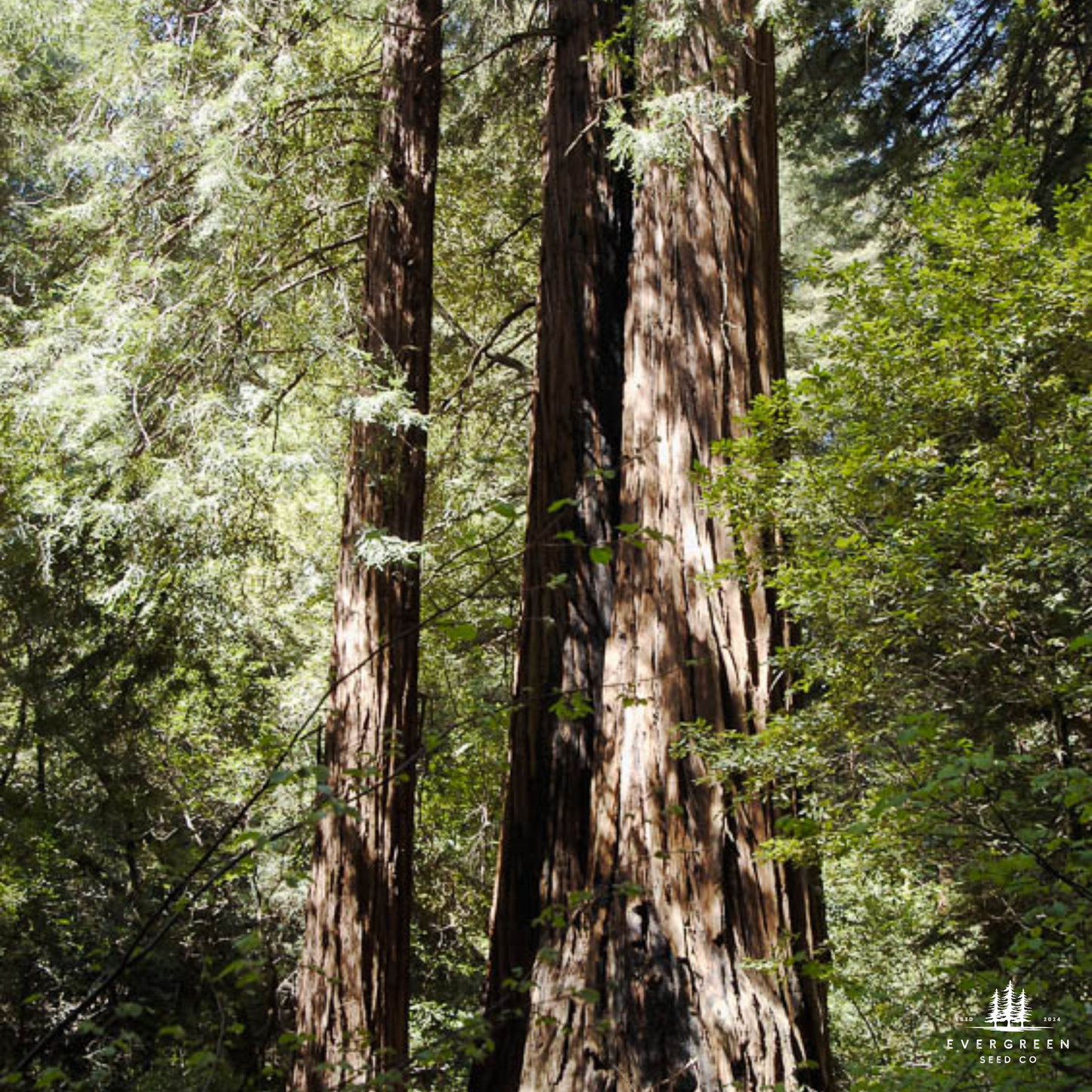 California Coastal Redwood Tree Seeds (Sequoia sempervirens)