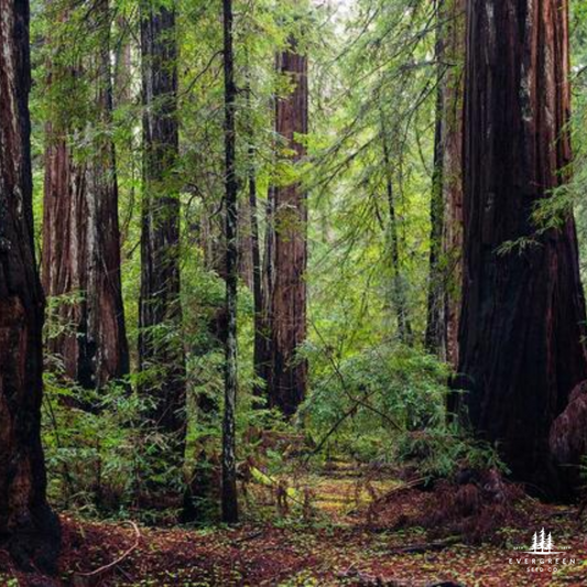 California Coastal Redwood Tree Seeds (Sequoia sempervirens)