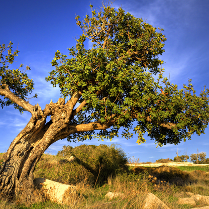 Carob Tree Seeds | St. John’s Bread | (Ceratonia siliqua)