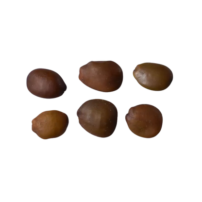 Carob Tree Seeds | St. John’s Bread | (Ceratonia siliqua)