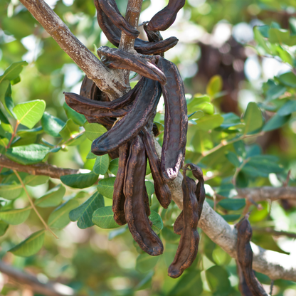 Carob Tree Seeds | St. John’s Bread | (Ceratonia siliqua)