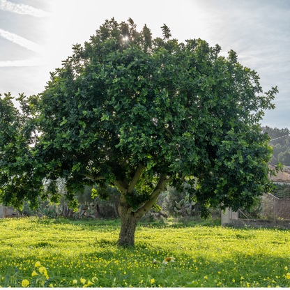 Carob Tree Seeds | St. John’s Bread | (Ceratonia siliqua)