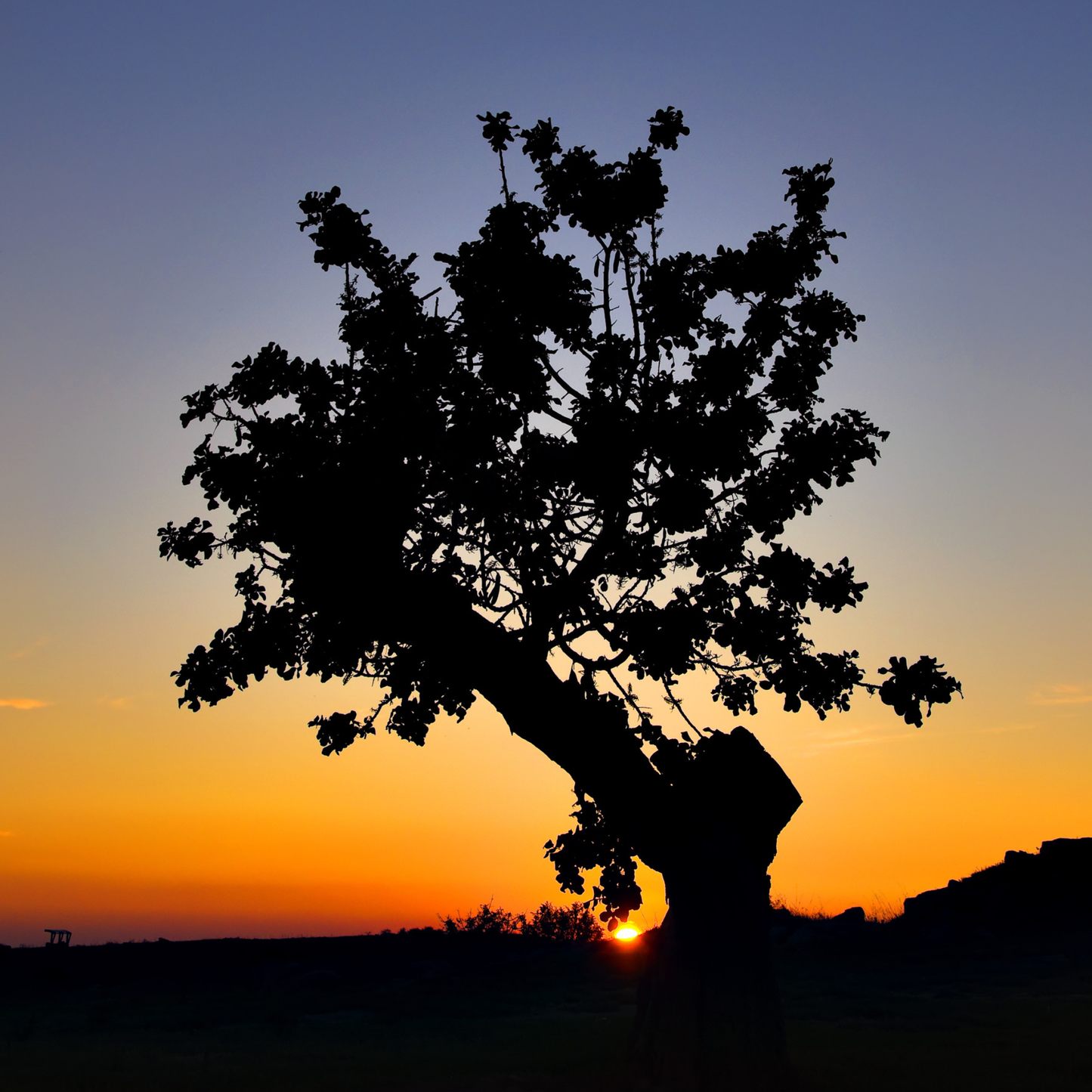 Carob Tree Seeds | St. John’s Bread | (Ceratonia siliqua)