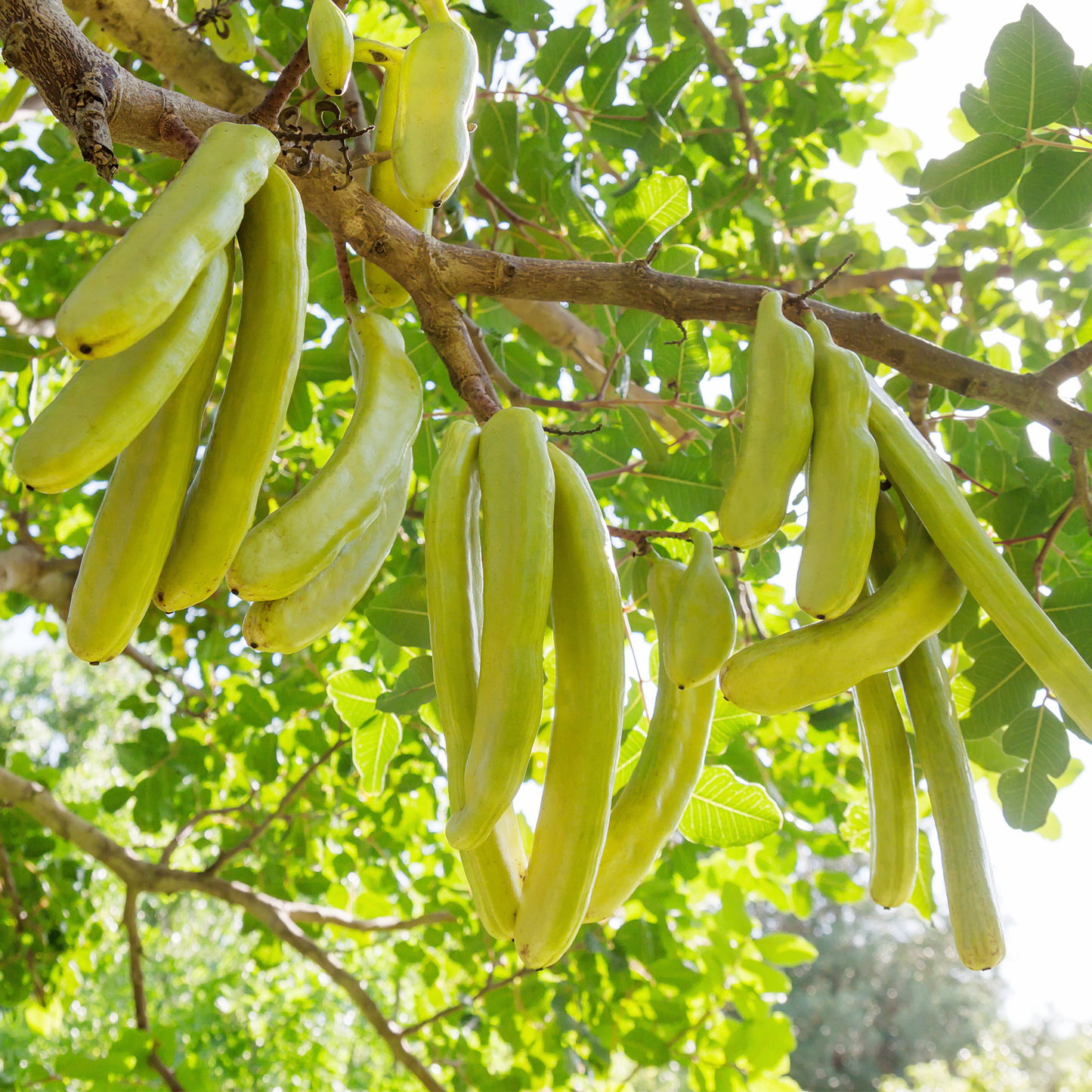 Carob Tree Seeds | St. John’s Bread | (Ceratonia siliqua)