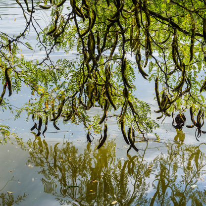 Carob Tree Seeds | St. John’s Bread | (Ceratonia siliqua)
