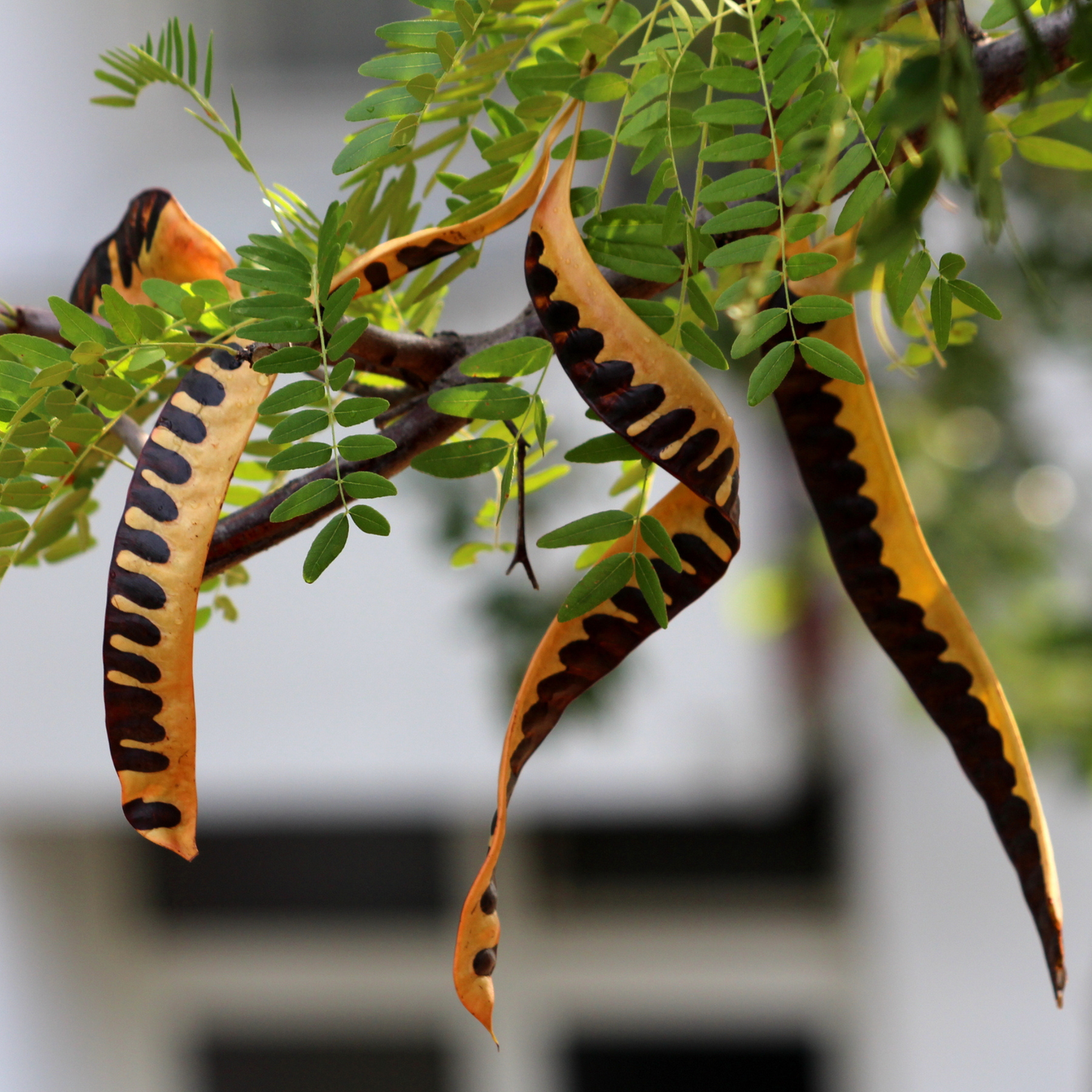 Carob Tree Seeds | St. John’s Bread | (Ceratonia siliqua)
