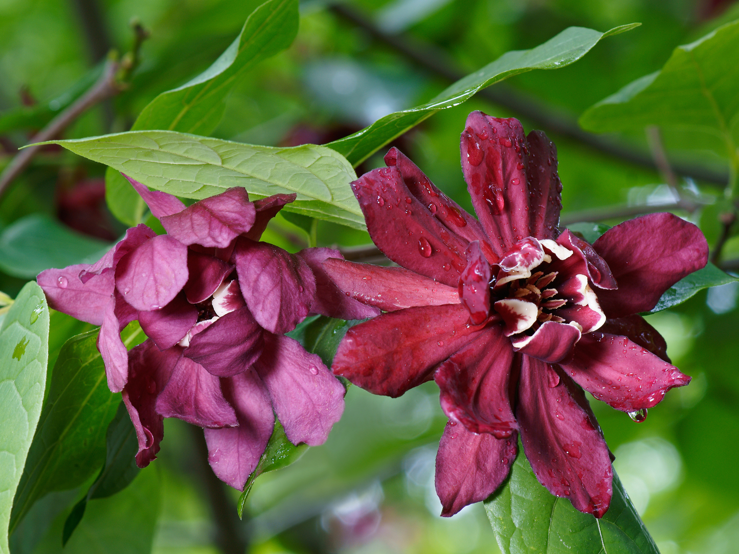 Carolina Allspice Seeds | Carolina Sweetshrub | (Calycanthus floridus)