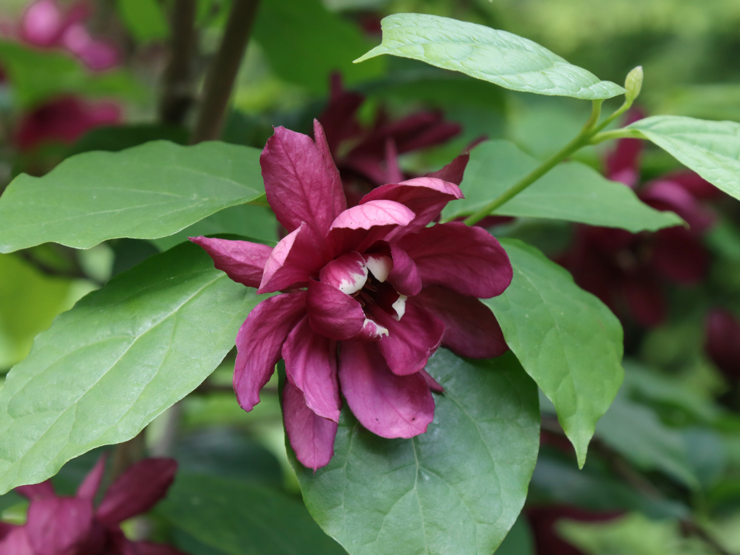 Carolina Allspice Seeds | Carolina Sweetshrub | (Calycanthus floridus)