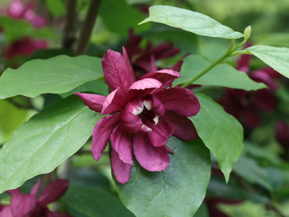 Carolina Allspice Seeds | Carolina Sweetshrub | (Calycanthus floridus)