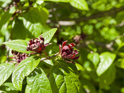 Carolina Allspice Seeds | Carolina Sweetshrub | (Calycanthus floridus)