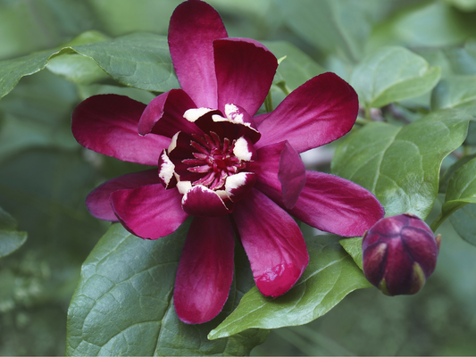 Carolina Allspice Seeds | Carolina Sweetshrub | (Calycanthus floridus)