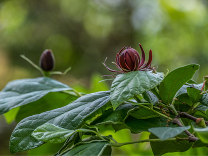 Carolina Allspice Seeds | Carolina Sweetshrub | (Calycanthus floridus)