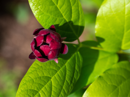 Carolina Allspice Seeds | Carolina Sweetshrub | (Calycanthus floridus)