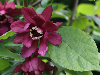 Carolina Allspice Seeds | Carolina Sweetshrub | (Calycanthus floridus)