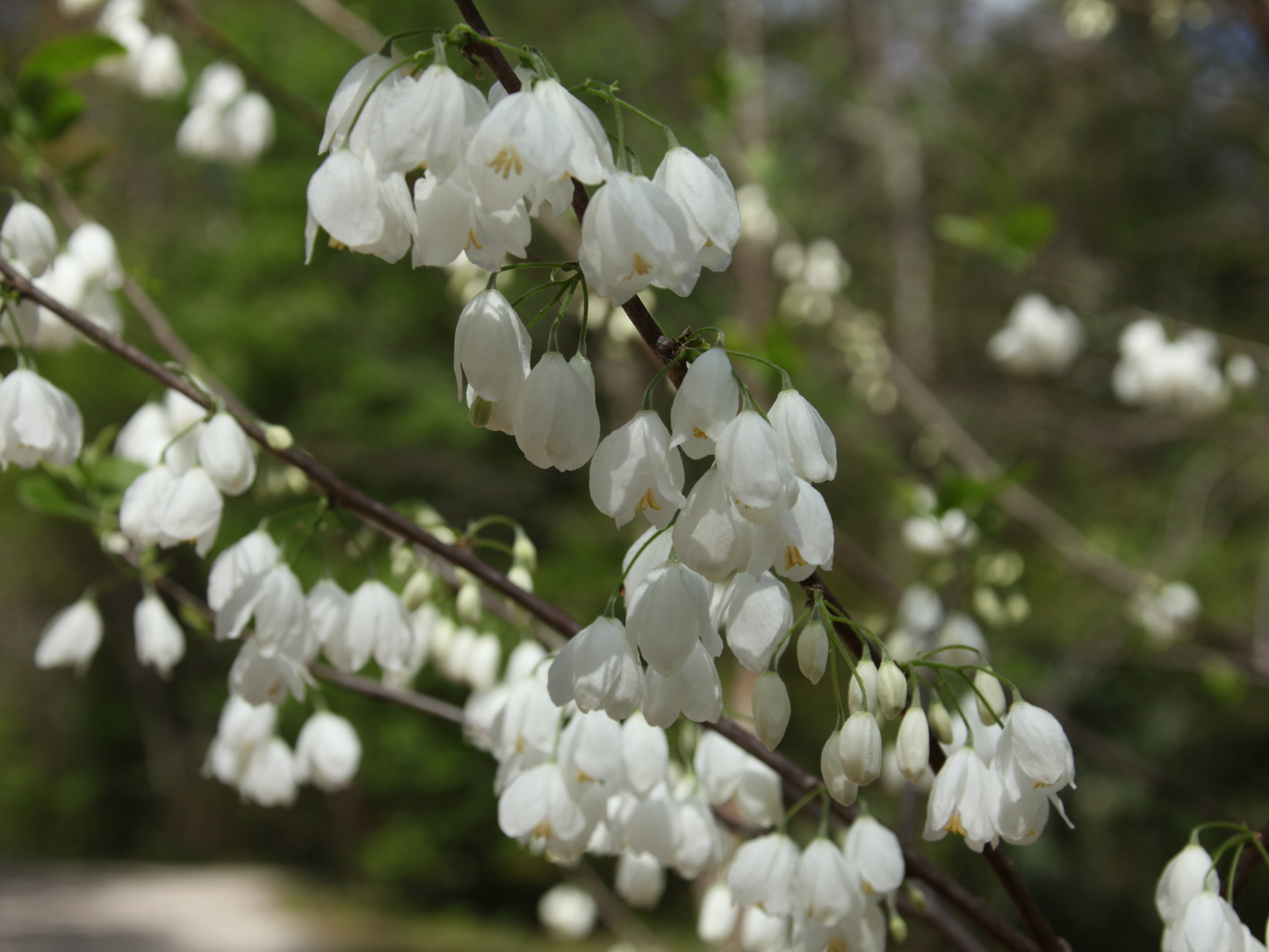 Carolina Silverbell Tree Seeds | Little Silverbell | (Halesia carolina)