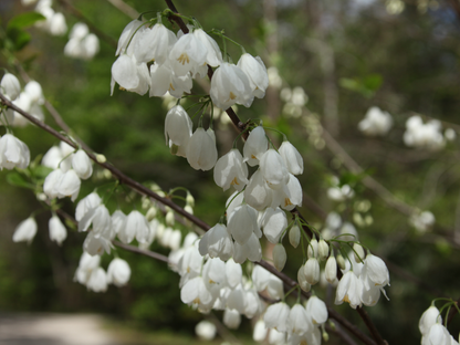 Carolina Silverbell Tree Seeds | Little Silverbell | (Halesia carolina)