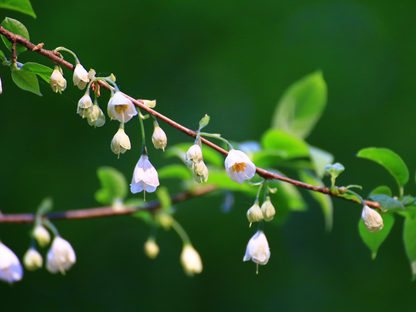 Carolina Silverbell Tree Seeds | Little Silverbell | (Halesia carolina)