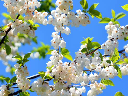 Carolina Silverbell Tree Seeds | Little Silverbell | (Halesia carolina)