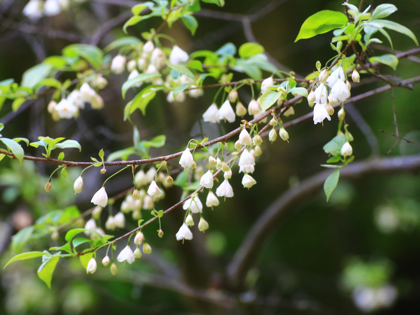 Carolina Silverbell Tree Seeds | Little Silverbell | (Halesia carolina)