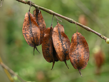 Carolina Silverbell Tree Seeds | Little Silverbell | (Halesia carolina)