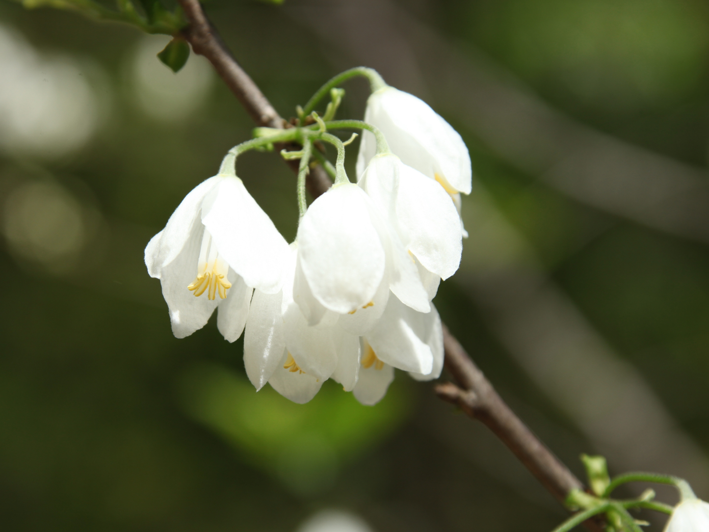 Carolina Silverbell Tree Seeds | Little Silverbell | (Halesia carolina)