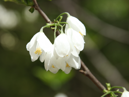 Carolina Silverbell Tree Seeds | Little Silverbell | (Halesia carolina)