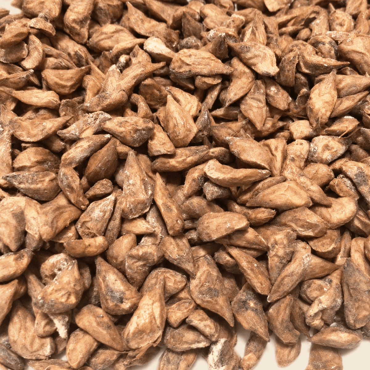 Cedar of Lebanon Tree Seeds (Cedrus libani)