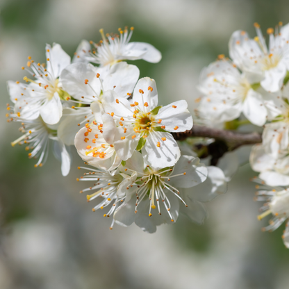 Chickasaw Plum Tree Seeds | Sand Plum| Sandhill Plum | (Prunus angustifolia)