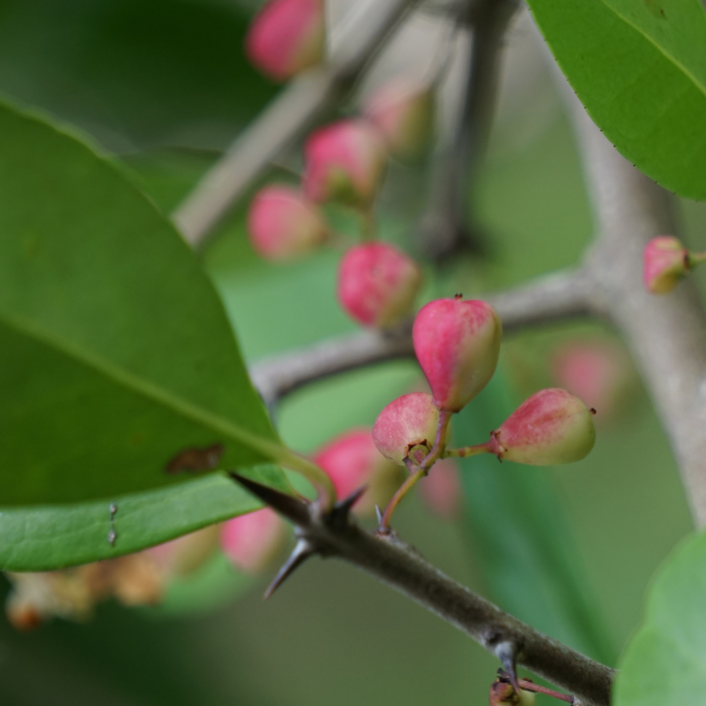 Chickasaw Plum Tree Seeds | Sand Plum| Sandhill Plum | (Prunus angustifolia)