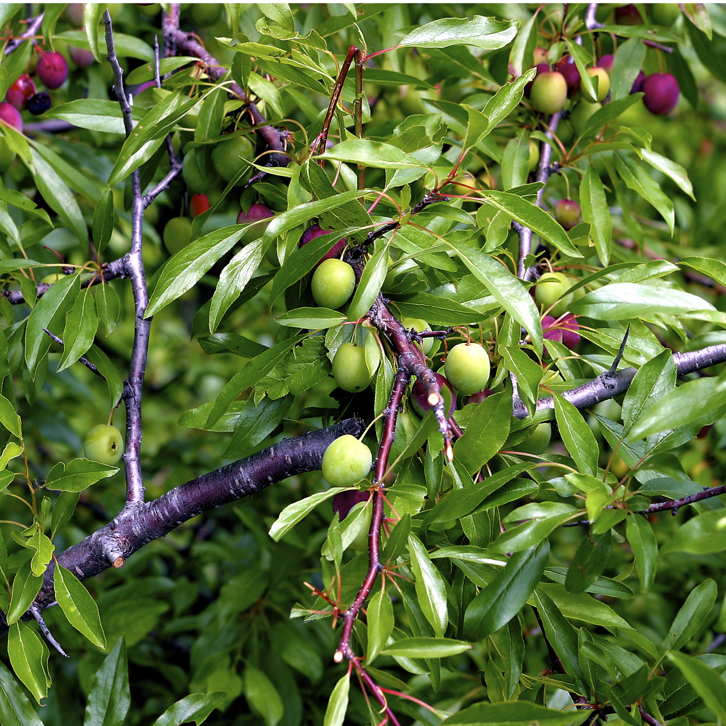 Chickasaw Plum Tree Seeds | Sand Plum| Sandhill Plum | (Prunus angustifolia)