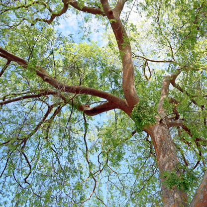 Chinese Elm Tree Seeds | Lacebark Elm | (Ulmus parvifolia)